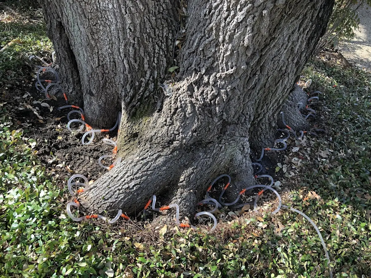 Detailed Tree Cabling and Bracing job site in Vidalia