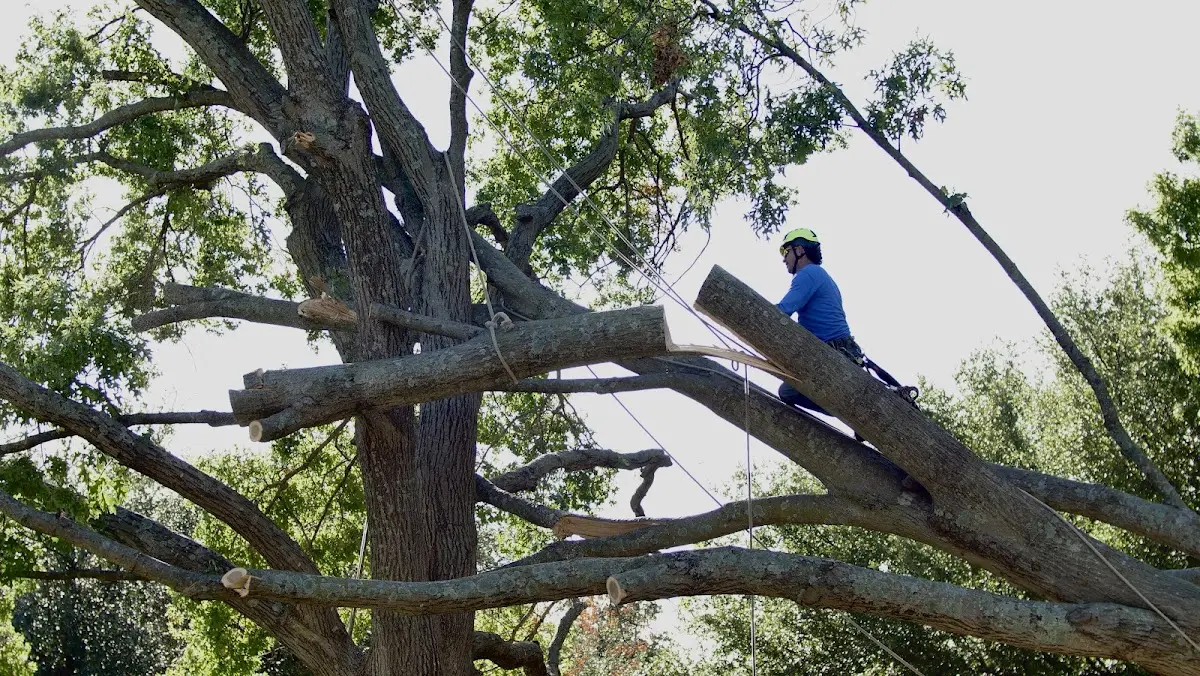 Professional Crown Thinning performed by certified arborists in Vidalia