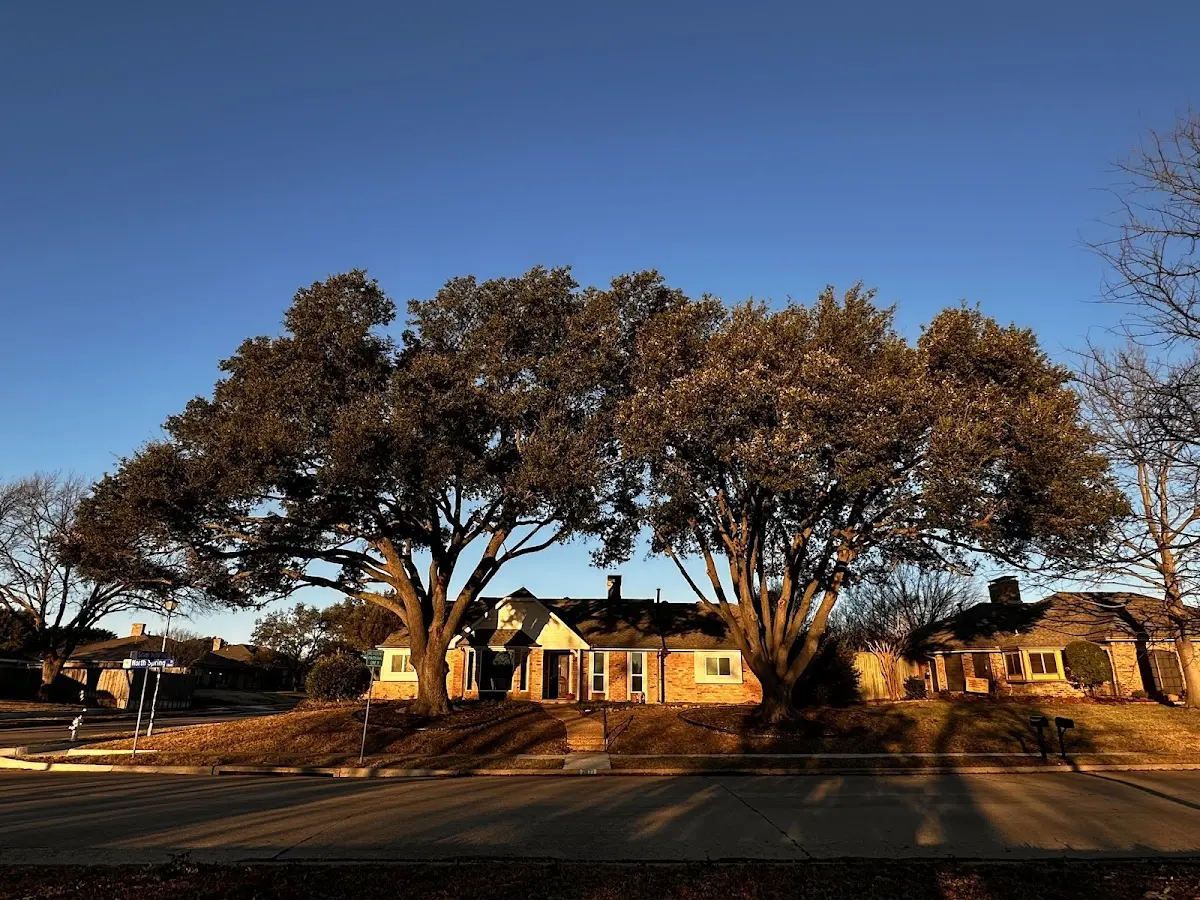 Established residential canopy tree shading a home in Vidalia